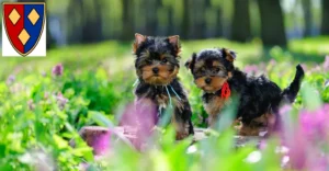 Mehr über den Artikel erfahren Yorkshire Terrier Züchter und Welpen in Lüchow (Wendland)