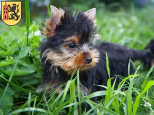 Mehr über den Artikel erfahren Yorkshire Terrier Züchter und Welpen in Meißen