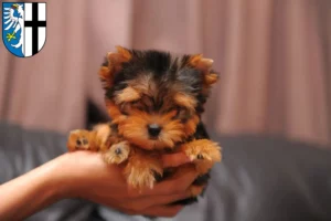 Mehr über den Artikel erfahren Yorkshire Terrier Züchter und Welpen in Meschede