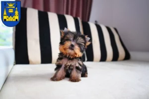 Mehr über den Artikel erfahren Yorkshire Terrier Züchter und Welpen in Mettmann