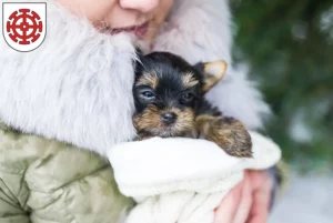 Mehr über den Artikel erfahren Yorkshire Terrier Züchter und Welpen in Mühldorf am Inn