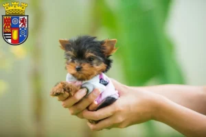 Mehr über den Artikel erfahren Yorkshire Terrier Züchter und Welpen in Mülheim an der Ruhr