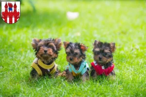 Mehr über den Artikel erfahren Yorkshire Terrier Züchter und Welpen in Neubrandenburg