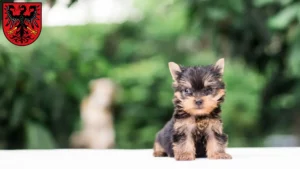 Mehr über den Artikel erfahren Yorkshire Terrier Züchter und Welpen in Neumarkt in der Oberpfalz