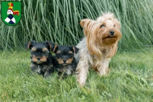 Mehr über den Artikel erfahren Yorkshire Terrier Züchter und Welpen in Neustadt an der Aisch