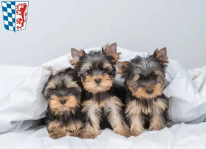 Mehr über den Artikel erfahren Yorkshire Terrier Züchter und Welpen in Niederbayern