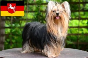 Mehr über den Artikel erfahren Yorkshire Terrier Züchter und Welpen in Niedersachsen