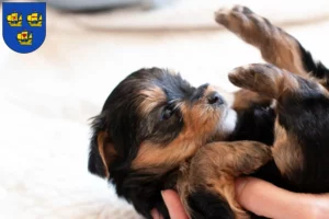 Mehr über den Artikel erfahren Yorkshire Terrier Züchter und Welpen in Nordfriesland