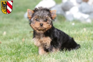 Mehr über den Artikel erfahren Yorkshire Terrier Züchter und Welpen in Nürnberg