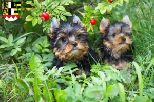 Mehr über den Artikel erfahren Yorkshire Terrier Züchter und Welpen in Oberfranken