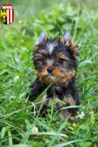 Mehr über den Artikel erfahren Yorkshire Terrier Züchter und Welpen in Oberösterreich