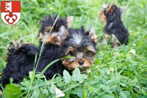 Mehr über den Artikel erfahren Yorkshire Terrier Züchter und Welpen in Obwalden