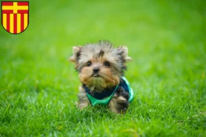 Mehr über den Artikel erfahren Yorkshire Terrier Züchter und Welpen in Paderborn