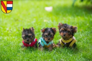 Mehr über den Artikel erfahren Yorkshire Terrier Züchter und Welpen in Pforzheim