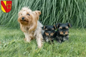 Mehr über den Artikel erfahren Yorkshire Terrier Züchter und Welpen in Rastatt