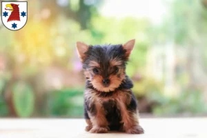 Mehr über den Artikel erfahren Yorkshire Terrier Züchter und Welpen in Rathenow