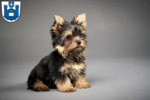 Mehr über den Artikel erfahren Yorkshire Terrier Züchter und Welpen in Ravensburg