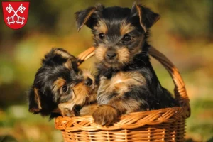 Mehr über den Artikel erfahren Yorkshire Terrier Züchter und Welpen in Regensburg