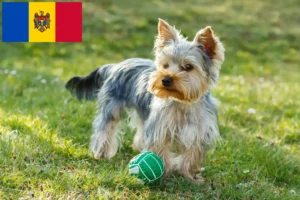 Mehr über den Artikel erfahren Yorkshire Terrier Züchter und Welpen in Republik Moldau