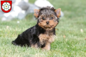 Mehr über den Artikel erfahren Yorkshire Terrier Züchter und Welpen in Rosenheim