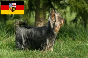 Mehr über den Artikel erfahren Yorkshire Terrier Züchter und Welpen im Saarland