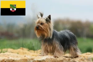 Mehr über den Artikel erfahren Yorkshire Terrier Züchter und Welpen in Sachsen-Anhalt