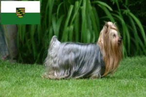 Mehr über den Artikel erfahren Yorkshire Terrier Züchter und Welpen in Sachsen