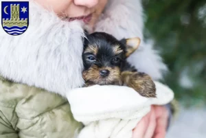 Mehr über den Artikel erfahren Yorkshire Terrier Züchter und Welpen in Schleswig