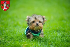 Mehr über den Artikel erfahren Yorkshire Terrier Züchter und Welpen in Schwabach