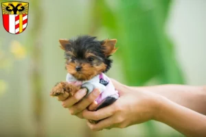 Mehr über den Artikel erfahren Yorkshire Terrier Züchter und Welpen in Schwaben