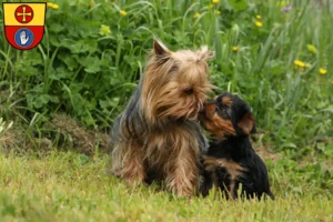 Mehr über den Artikel erfahren Yorkshire Terrier Züchter und Welpen in Schwäbisch Hall