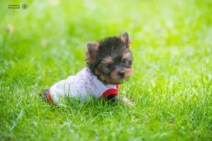 Mehr über den Artikel erfahren Yorkshire Terrier Züchter und Welpen im Schwarzwald