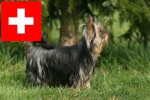 Mehr über den Artikel erfahren Yorkshire Terrier Züchter und Welpen in der Schweiz