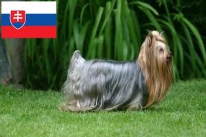 Mehr über den Artikel erfahren Yorkshire Terrier Züchter und Welpen in der Slowakei