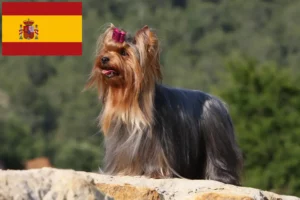 Mehr über den Artikel erfahren Yorkshire Terrier Züchter und Welpen in Spanien