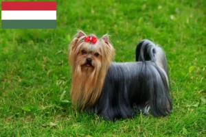 Mehr über den Artikel erfahren Yorkshire Terrier Züchter und Welpen in Ungarn