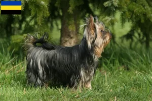 Mehr über den Artikel erfahren Yorkshire Terrier Züchter und Welpen in Gelderland