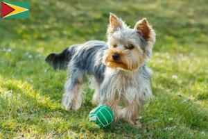 Mehr über den Artikel erfahren Yorkshire Terrier Züchter und Welpen in Guyana