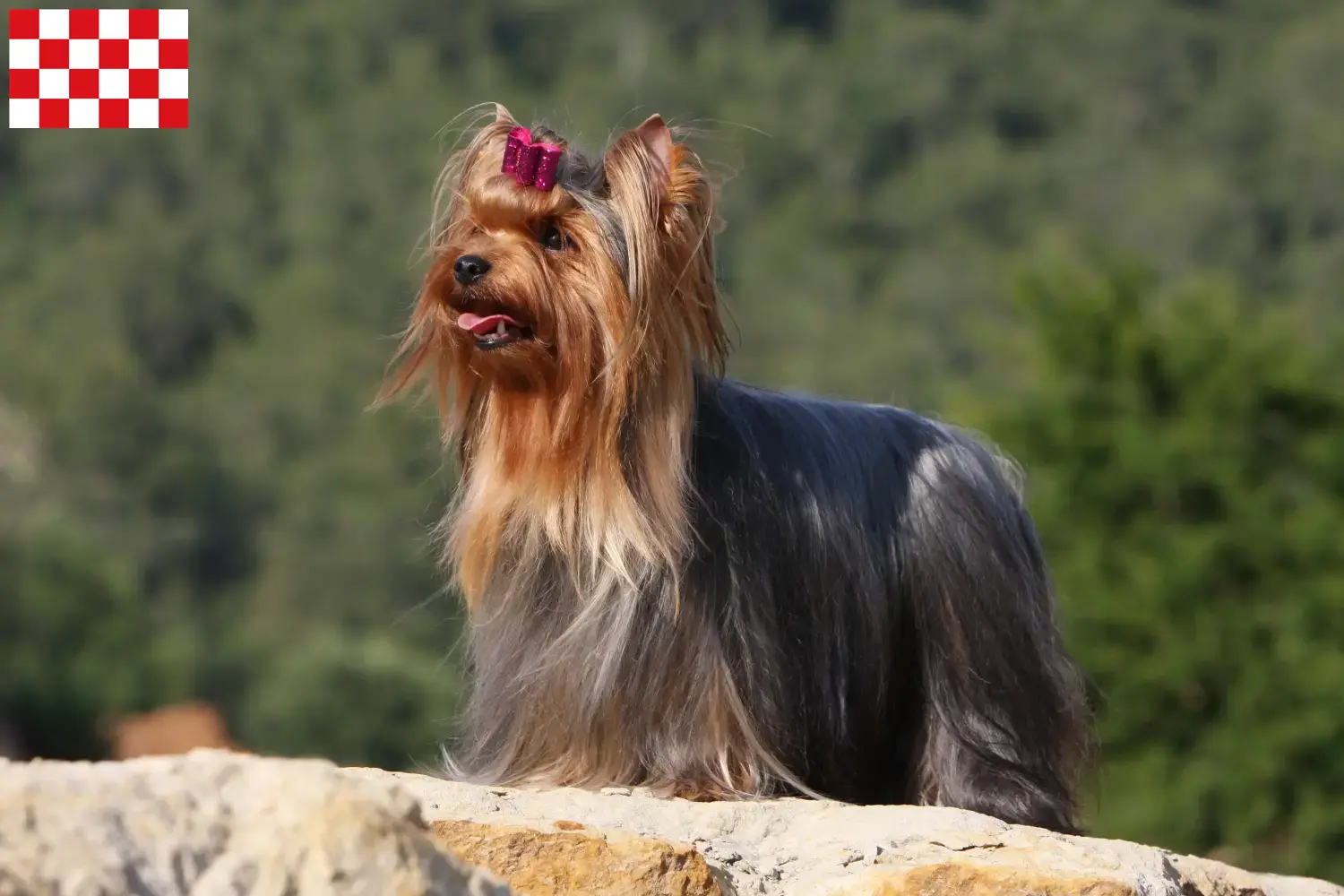 Mehr über den Artikel erfahren Yorkshire Terrier Züchter und Welpen in Nordbrabant