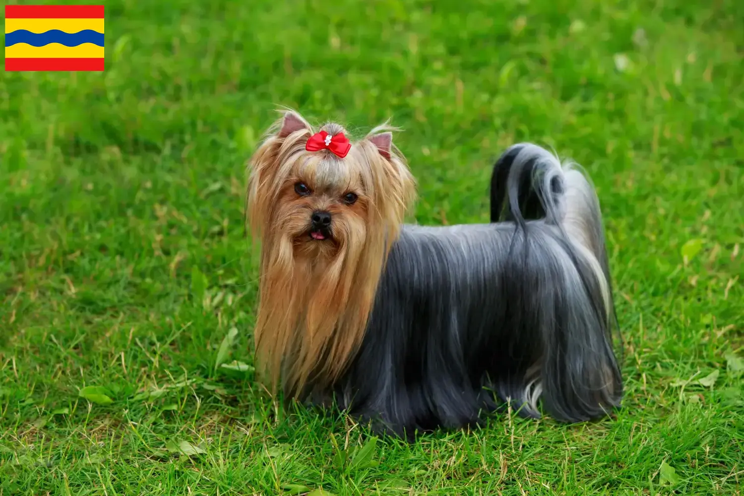 Mehr über den Artikel erfahren Yorkshire Terrier Züchter und Welpen in Overijssel