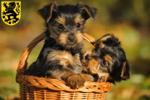 Mehr über den Artikel erfahren Yorkshire Terrier Züchter und Welpen in Sonneberg