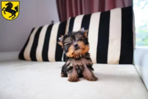 Mehr über den Artikel erfahren Yorkshire Terrier Züchter und Welpen in Stuttgart