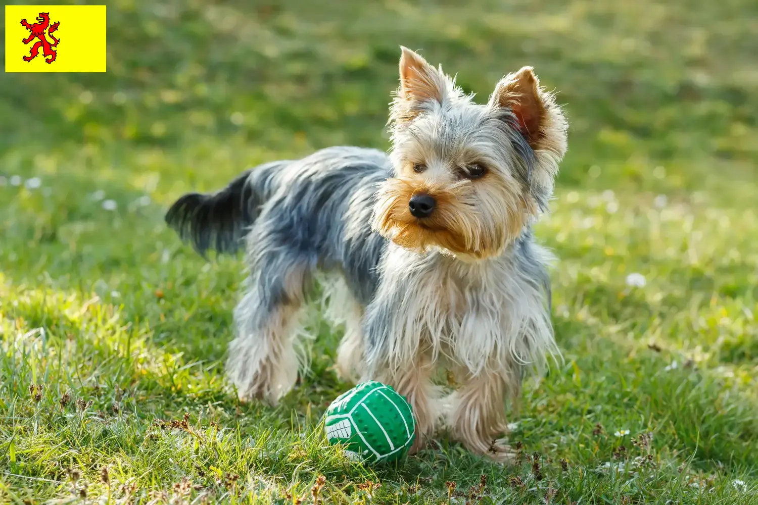 Mehr über den Artikel erfahren Yorkshire Terrier Züchter und Welpen in Südholland