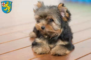 Mehr über den Artikel erfahren Yorkshire Terrier Züchter und Welpen in Taunusstein