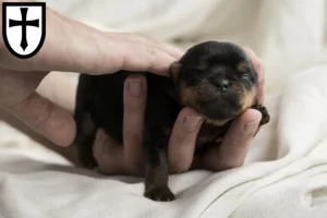 Mehr über den Artikel erfahren Yorkshire Terrier Züchter und Welpen in Verden (Aller)