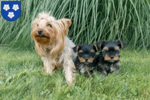 Mehr über den Artikel erfahren Yorkshire Terrier Züchter und Welpen in Viersen