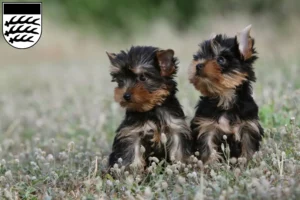 Mehr über den Artikel erfahren Yorkshire Terrier Züchter und Welpen in Waiblingen