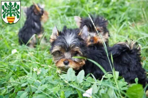 Mehr über den Artikel erfahren Yorkshire Terrier Züchter und Welpen in Westerstede