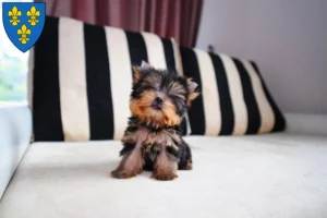 Mehr über den Artikel erfahren Yorkshire Terrier Züchter und Welpen in Wiesbaden