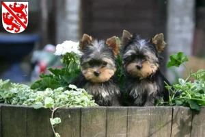 Mehr über den Artikel erfahren Yorkshire Terrier Züchter und Welpen in Winterthur